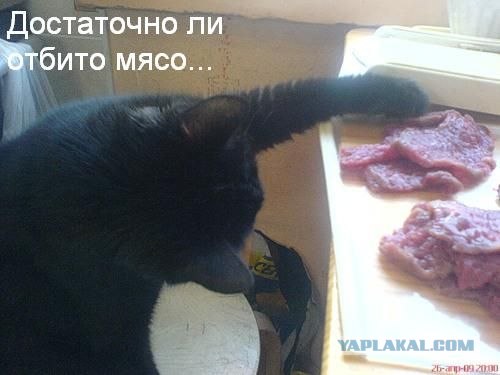Ура, котовторник!