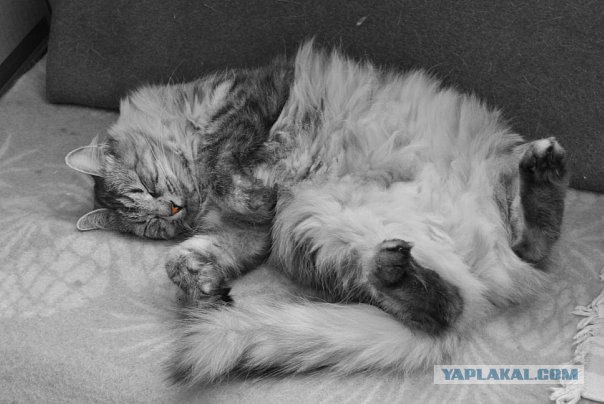 Котовторник 14.09.2010 Голые кошки на Yaplakal