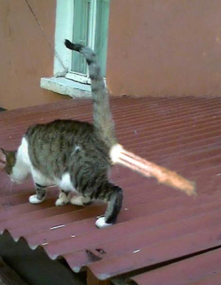 It's Catursday Fever! (Котовторник)