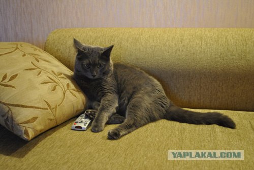 Котовторник 1 мая 2012