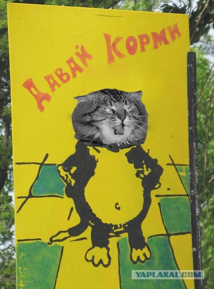 Злой кот