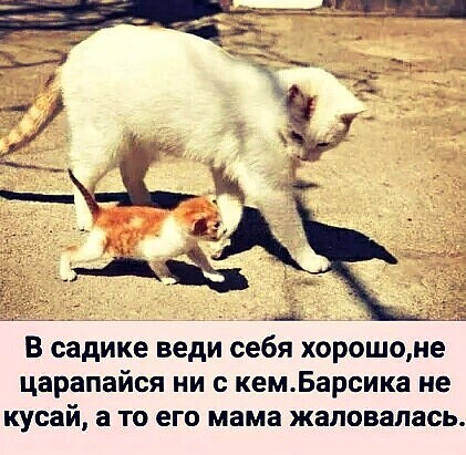 Фотки и картинки: юморные и красивые, забавные и милые 28.12.20