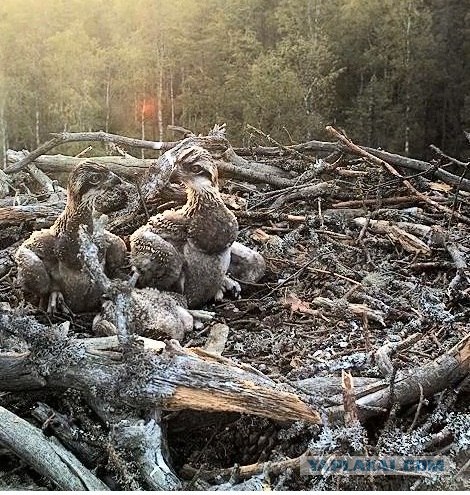 Прямая трансляция из Гнезда