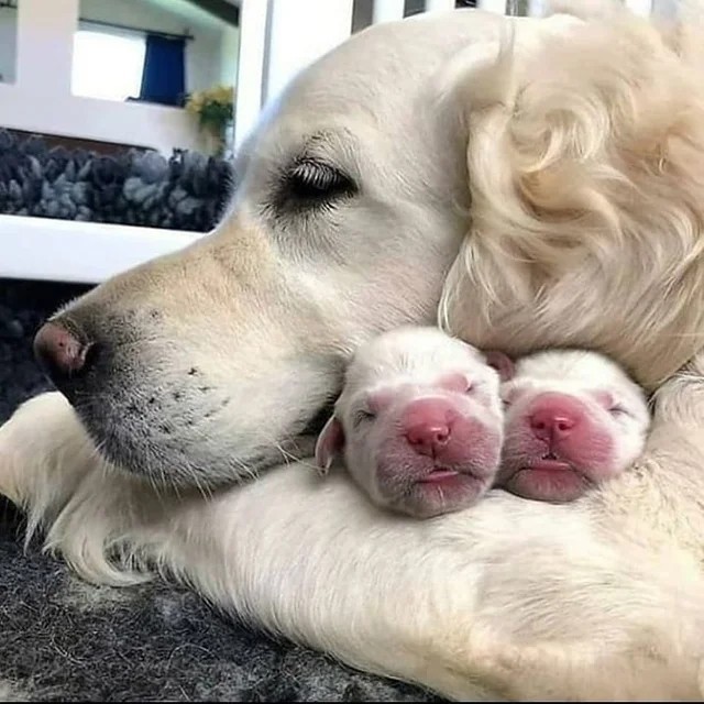 ПозитиФ Чик