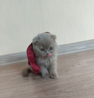 Котик с приюта