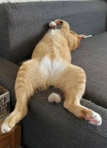Котовторник Рыжих