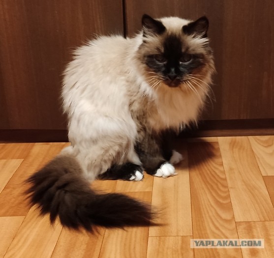 Котовторник, от мала до велика