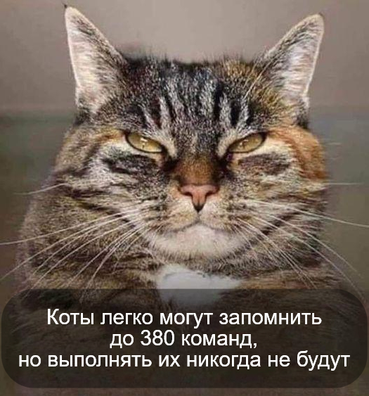 Так себе картинки 11.11.24
