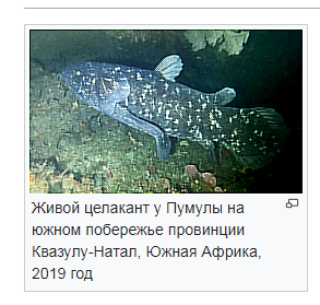 Учёные впервые сфотографировали живое ископаемое — древнюю рыбу латимерия