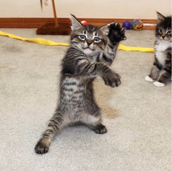 К-котовторник.