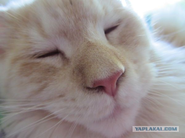 Котовторник 9.07.2013
