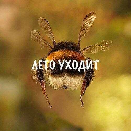 мемчики