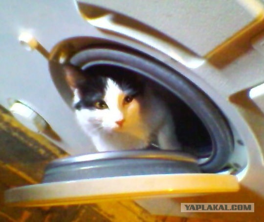 Котовторник 8.10.2013