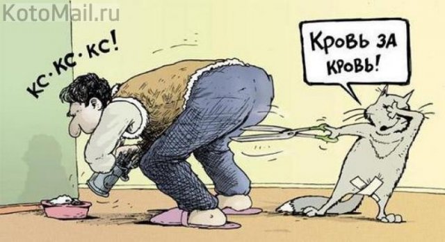 "Привез кота в ветклинику, долго мы его искали..."
