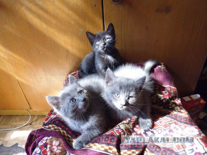 Котовторник 10.06.2014