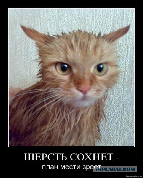Немного позитива на пятницу