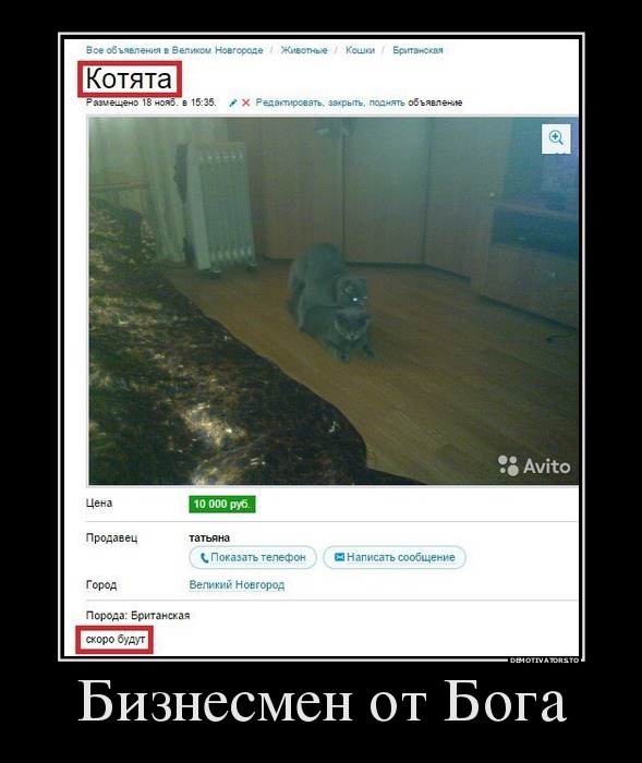 Веселое из сети