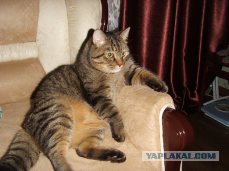 Котовторник 24.03.2015