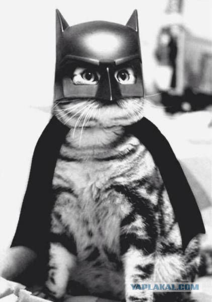 Кошки и другие