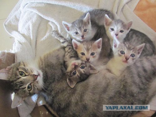 Котовторник