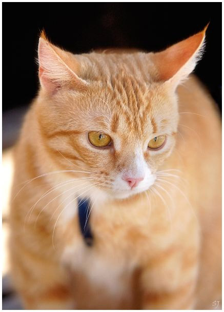 Коты, кошки, котята