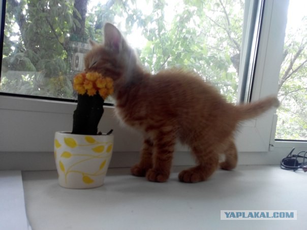 Восьмомартовский котовторник