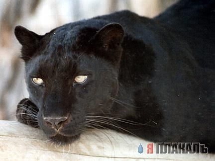 ДИКИЕ КОШКИ