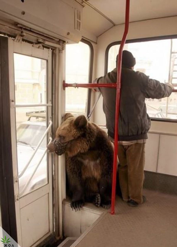Весёлые картинки
