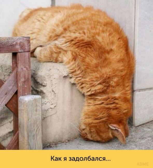 Подборка интересных и смешных картинок