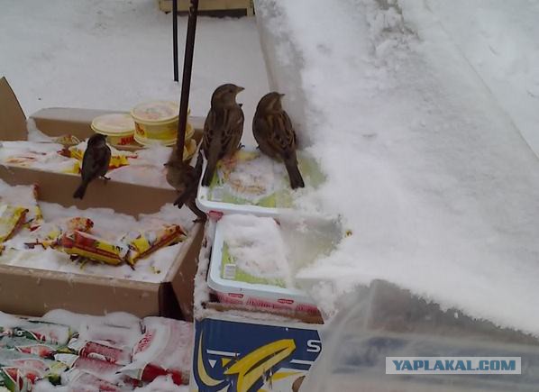 "Поставил кормушку за окном и всю зиму фотографировал птиц, которые прилетали покушать"