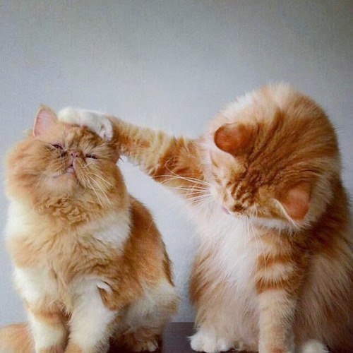 Коты из сети