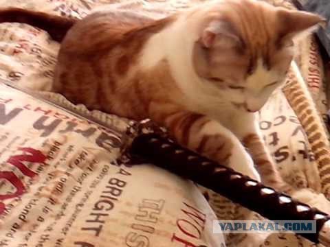 Молодежный чемпионат мира (хоккей)