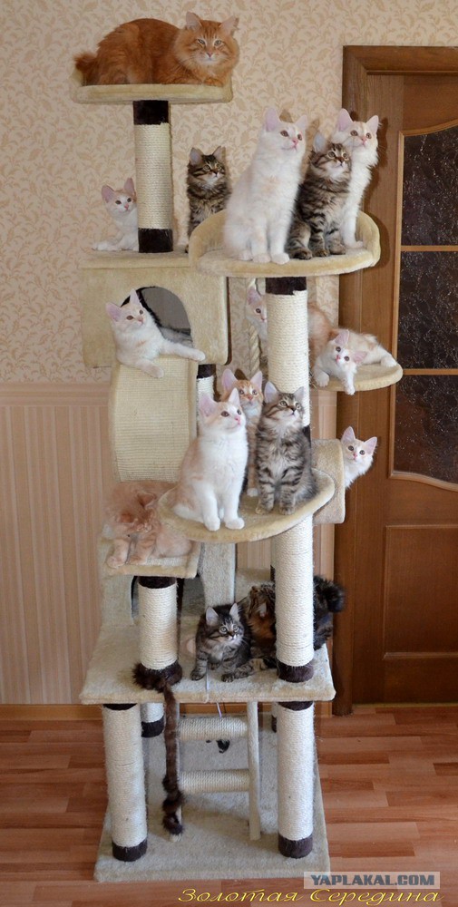 Котовторник 21.02.2017