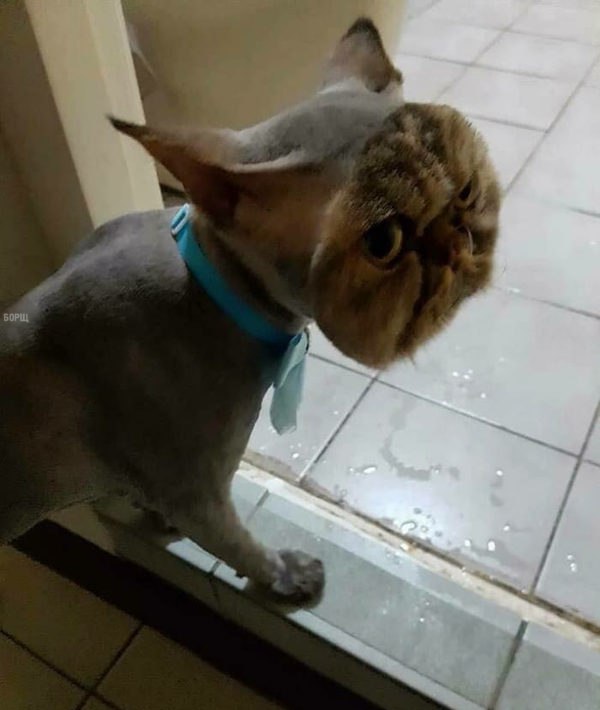 Коты и Кошки