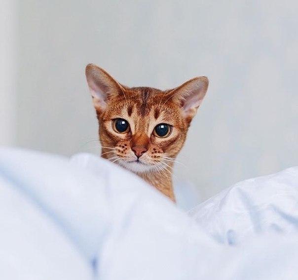 Коты и Кошки