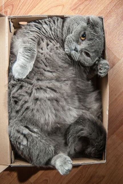Кот без прикрас