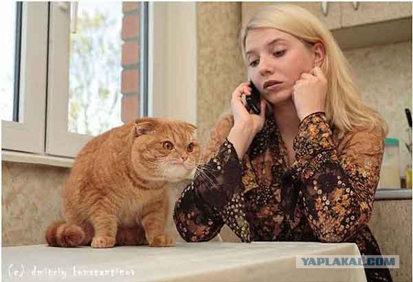 Ура, котовторник! (01.07.2008)