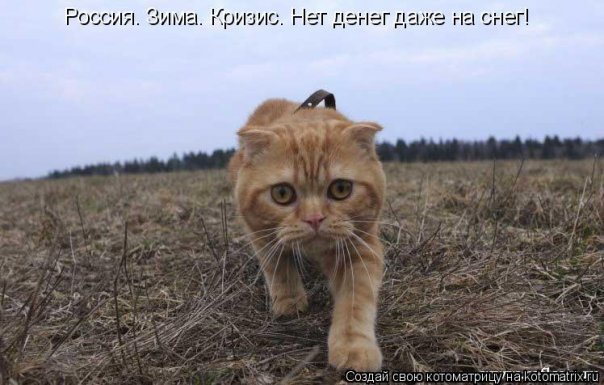 Котовторник Вместе