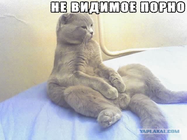 Коты и невидимые предметы 26 фот