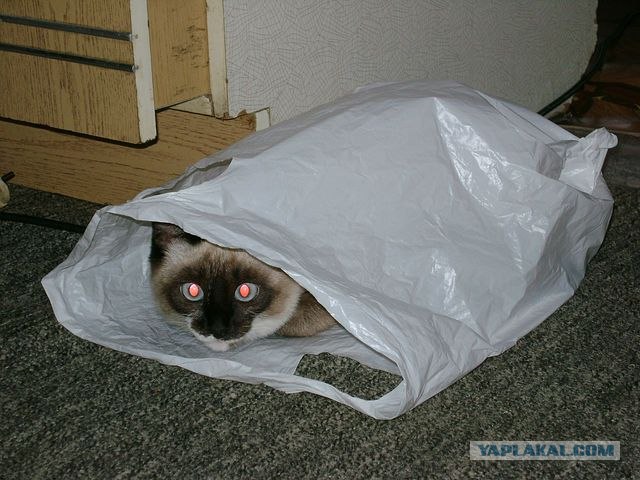 Котовторник! 08.11.11