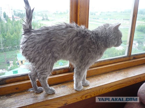 Котовторник 27.12.11