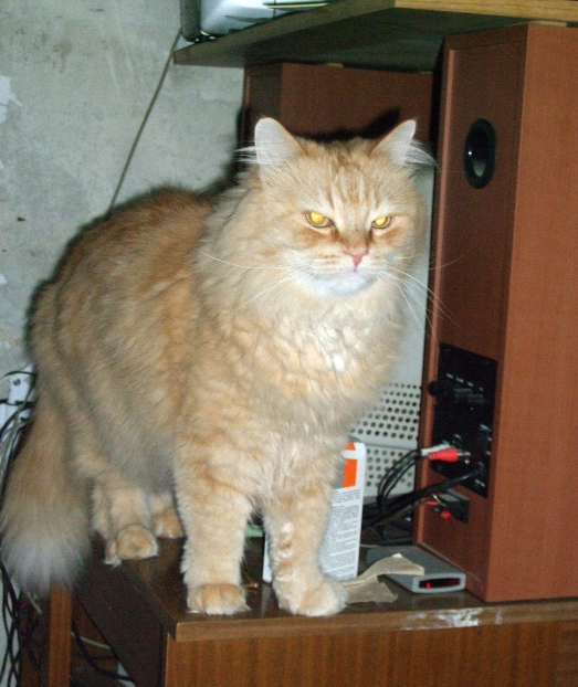 Котовторник (10.01.2012)