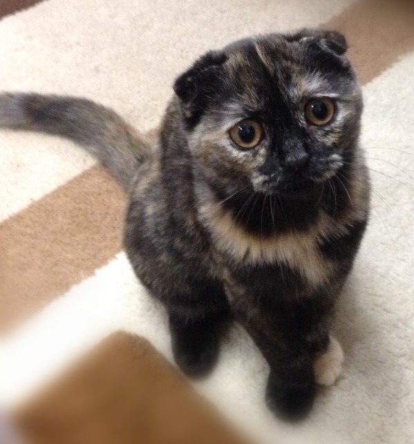 Правильный кот пользуется унитазом, а не лотком