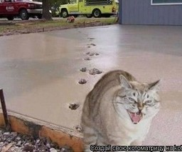 Настоящие старославянские кошачьи имена