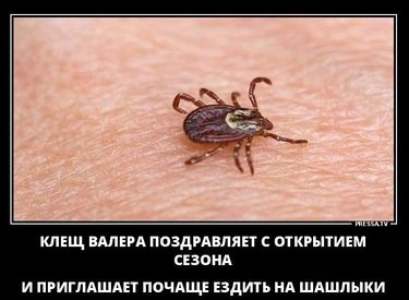 Помогите опознать насекомое. Кажется в Москве проснулись клещи
