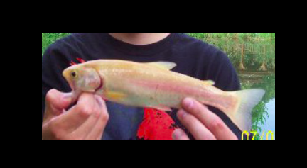 Кулинария: Камчатская семга на кедровой дощечке.