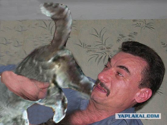 Злой кот
