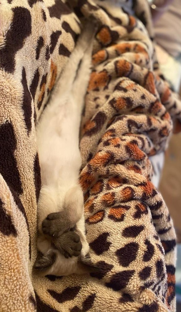 Котовторник 09.02.21. Свежие котики от Нарвского.