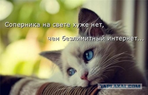 Погладь кота.