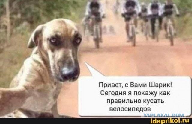 Картиног подвезли